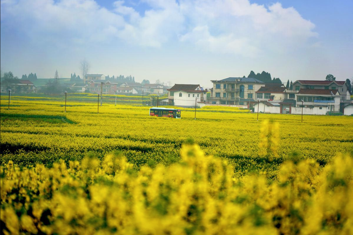 Hanzhong spring rapeseed fields