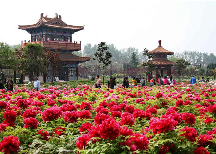 Luoyang Peony Season, Henan