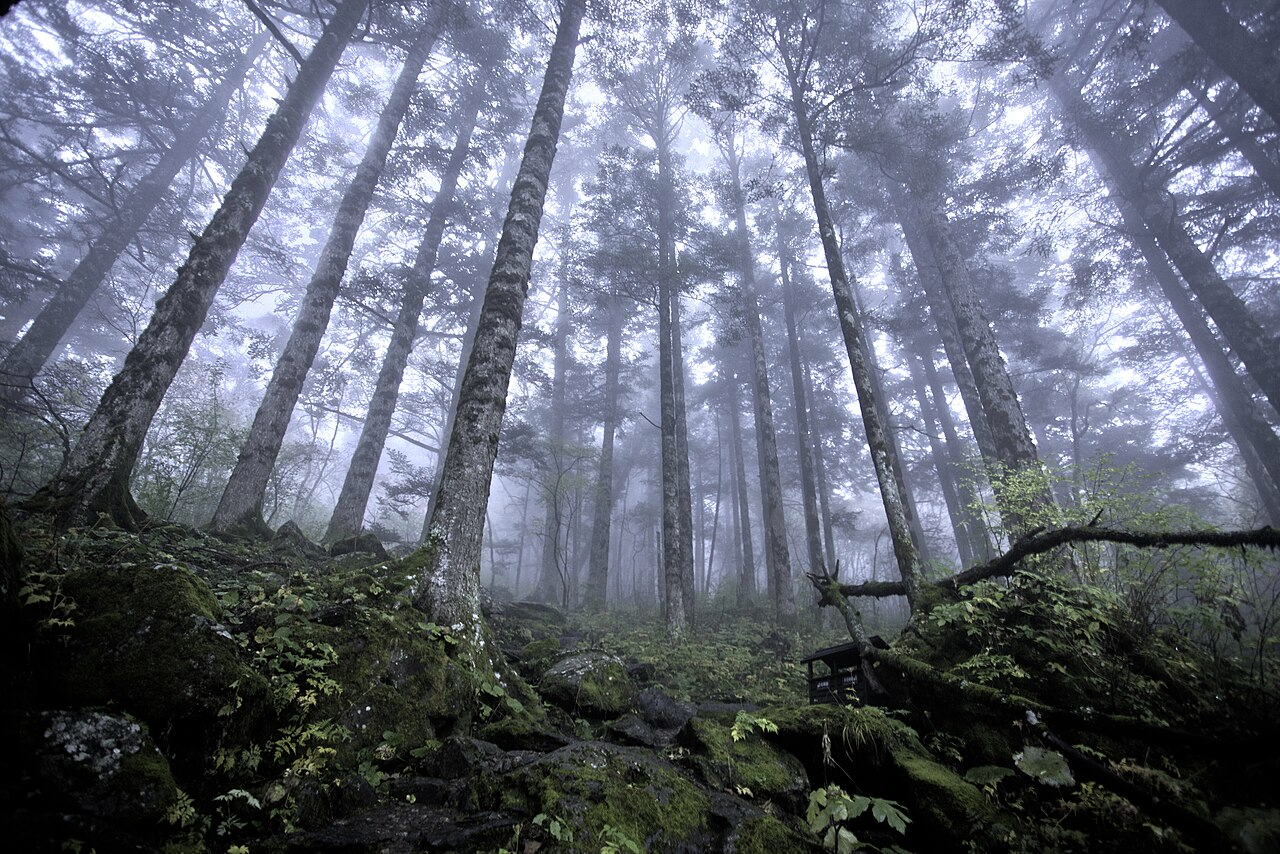 Shennongjia primeval forest