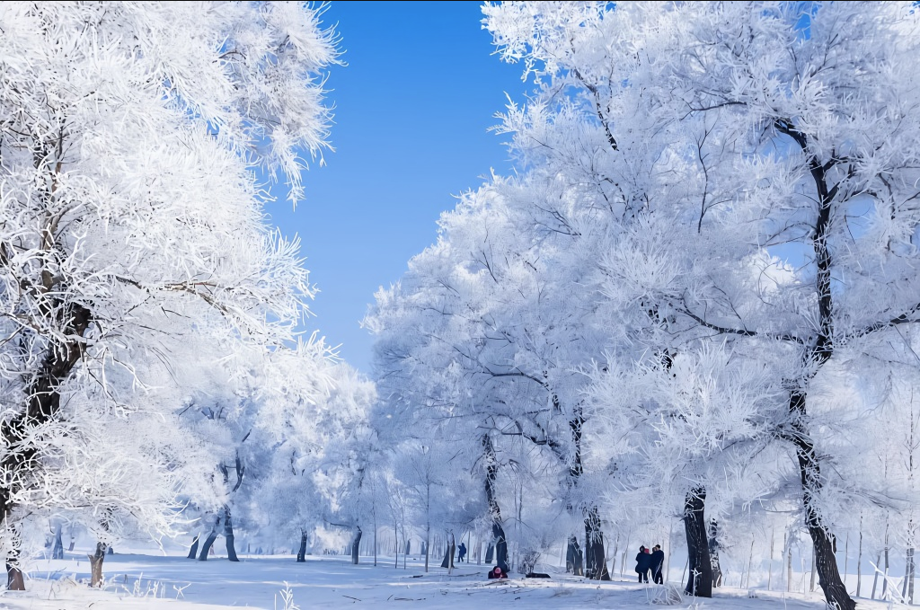 Winter rime beside the Songhua River