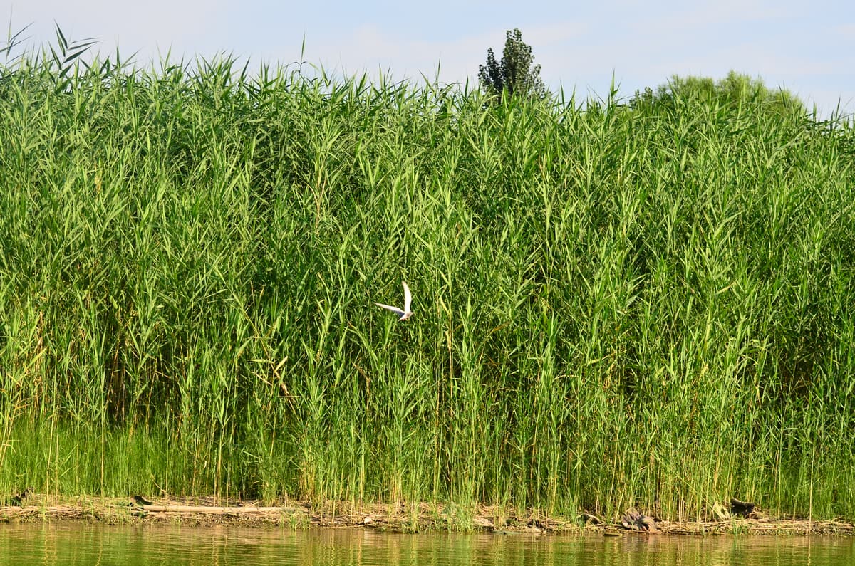 Baiyangdian Wetland