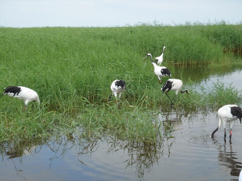 Zhalong Wetland cranes