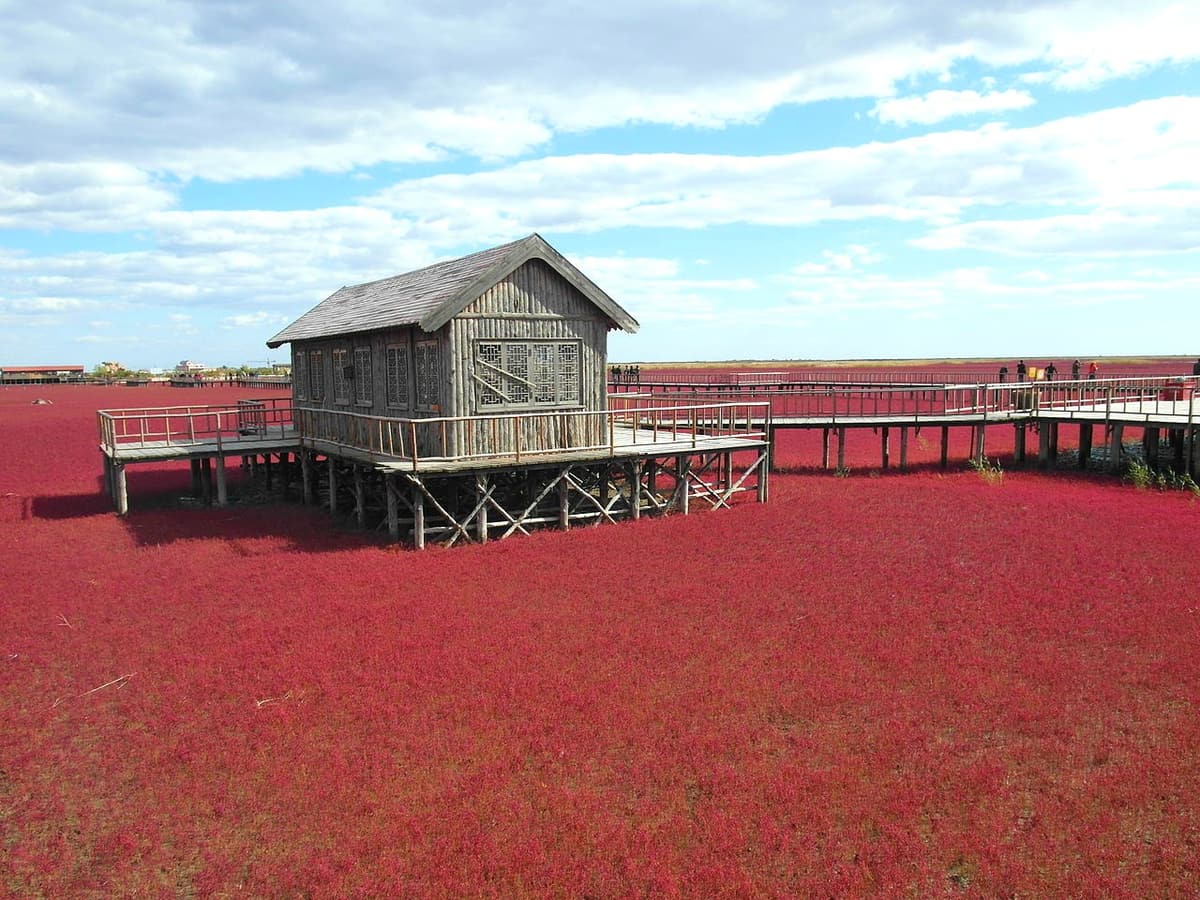 Panjin Red Beach wetland