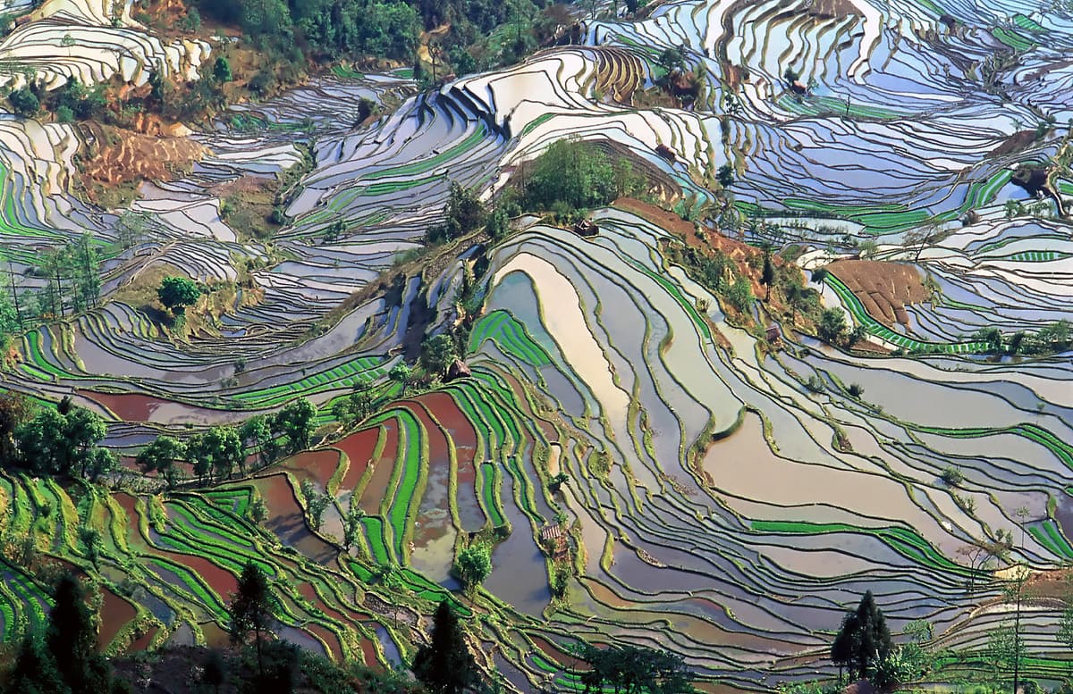 Yuanyang Rice Terraces, Yunnan