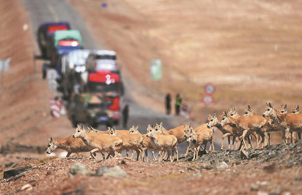 Hoh Xil plateau wildlife route