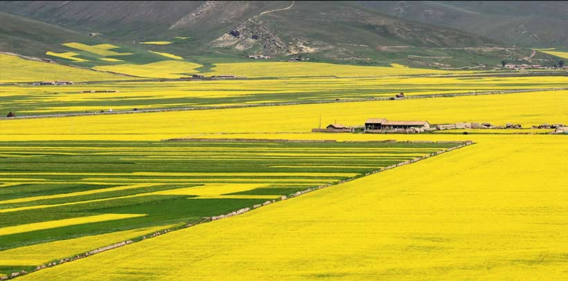Menyuan rapeseed fields below mountains