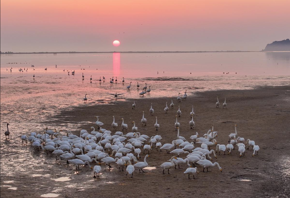 Rongcheng Swan Lake, Shandong