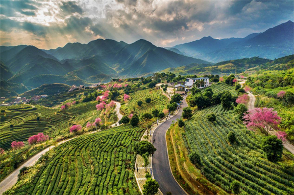 Anxi Tieguanyin tea villages