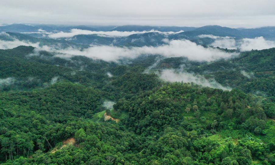 Jingmai ancient tea forest