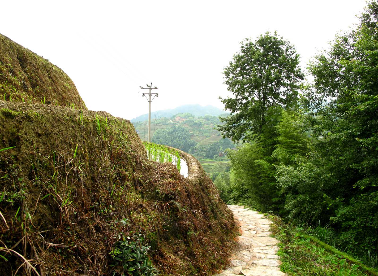 Longji rice terraces