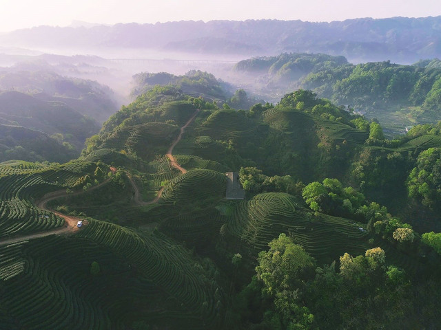 Mengding Mountain tea heritage