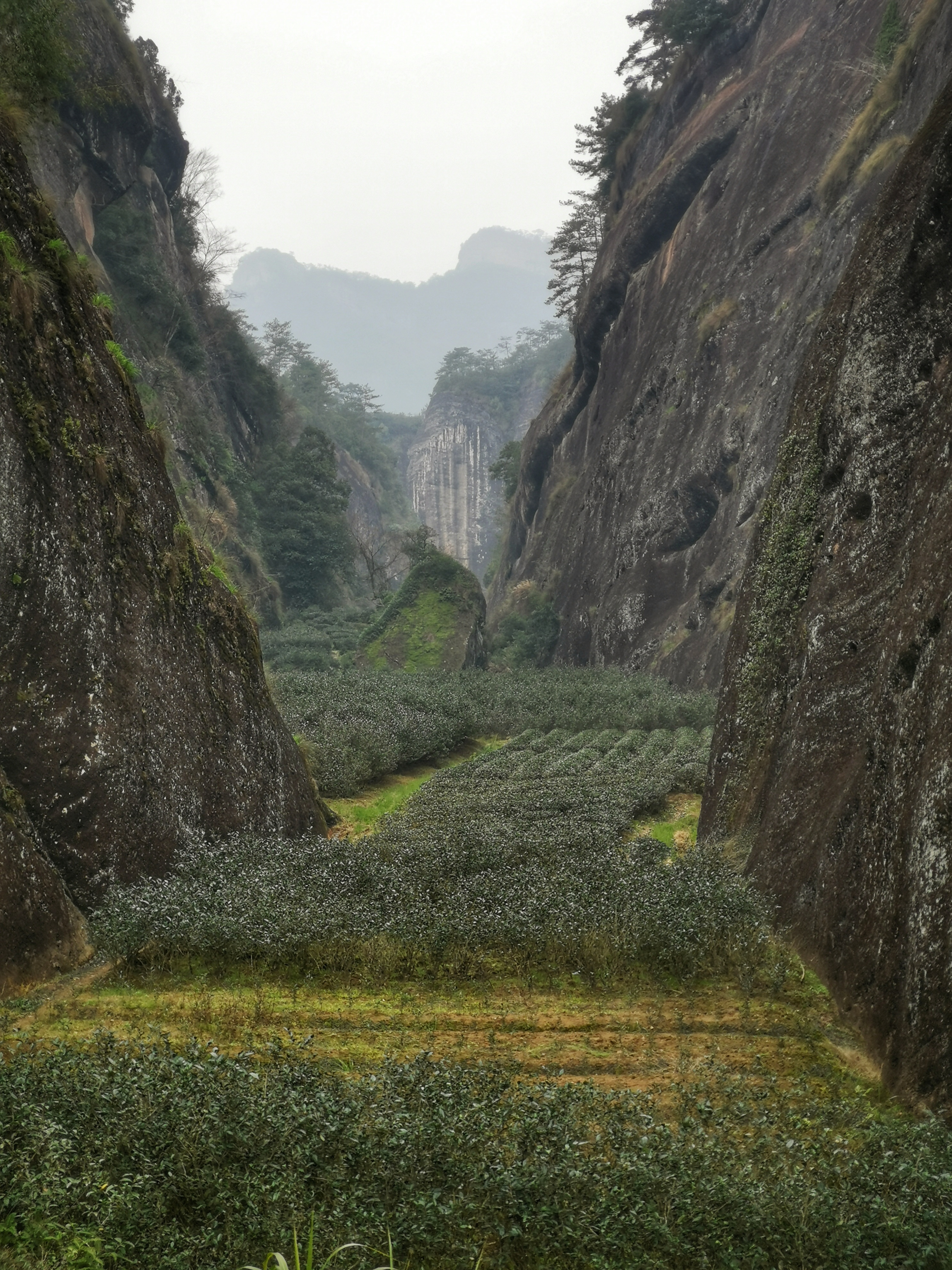 Wuyi rock tea landscape