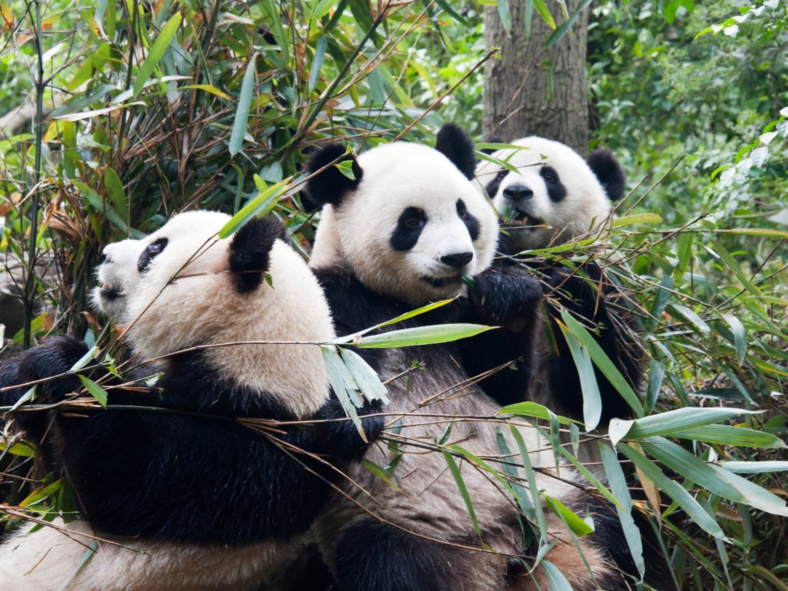 Chengdu · 3 days