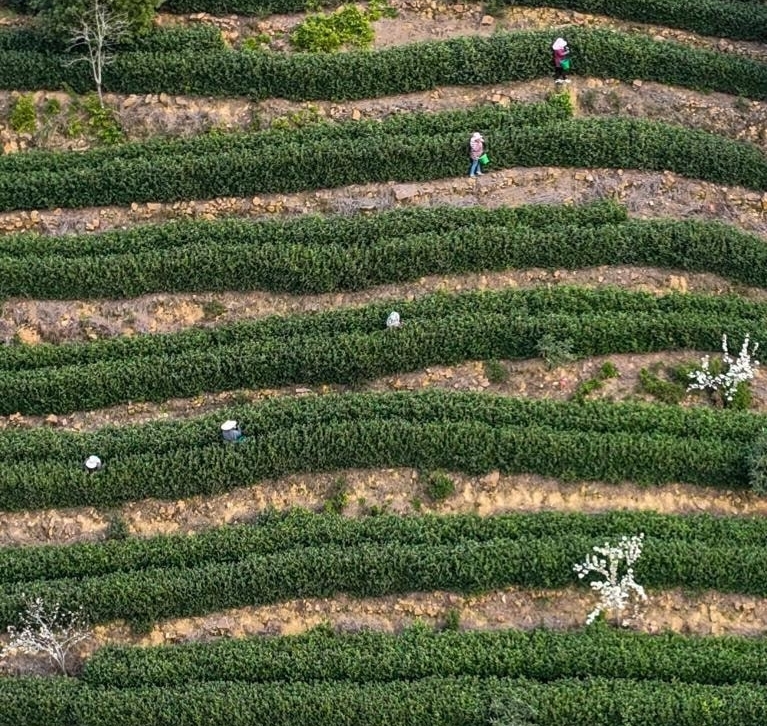 Tea garden near Suzhou
